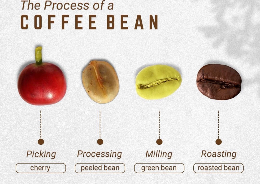 The Journey from Bean to Brew: Unveiling the Intricate Coffee Process